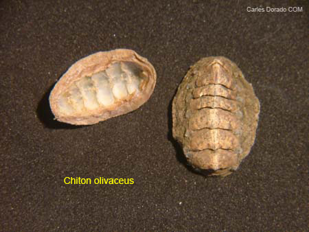 La differenza tra Chaetopleura angulata e Chiton olivaceus.